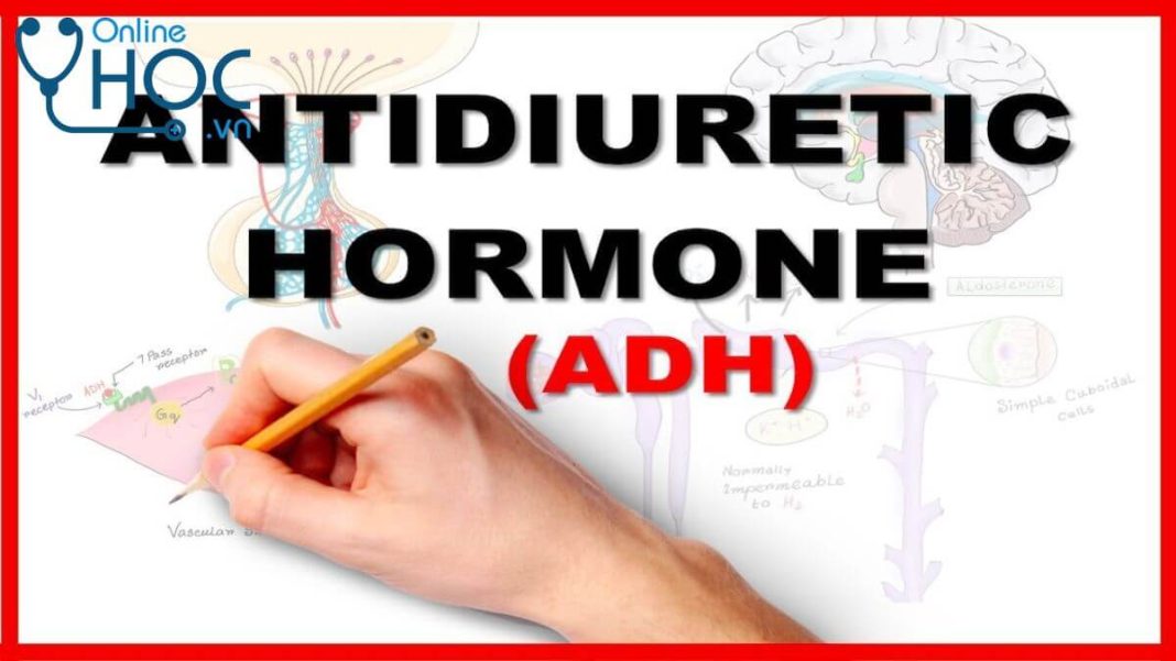 Bệnh hội chứng tiết hormon kháng bài niệu (ADH) không phù hợp: Nguyên nhân, triệu chứng, chẩn đoán, cách điều trị và phòng ngừa